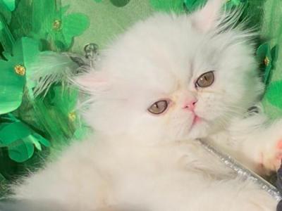 Persian Dollface Light Golden Shaded Looks White - Persian - Gallery Photo #1