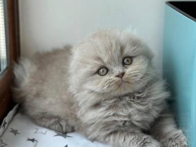 Lola2 - Scottish Fold - Gallery Photo #1