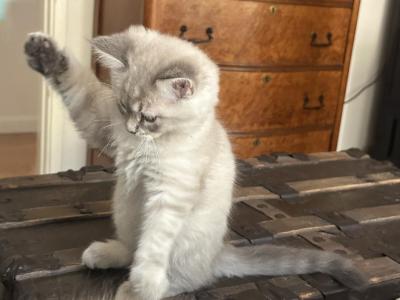 Mink Lynx Point Ragdoll Kittens - Ragdoll - Gallery Photo #1