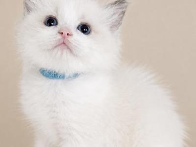 Winston - Ragdoll - Gallery Photo #1