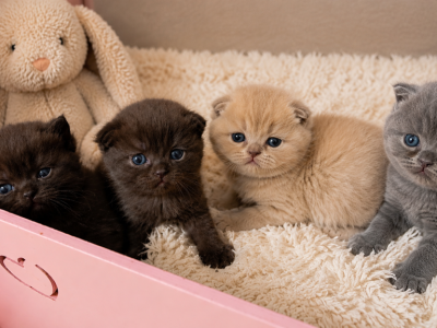 Litter C - Scottish Fold - Gallery Photo #1