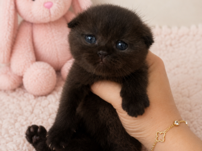 Litter C - Scottish Fold - Gallery Photo #1
