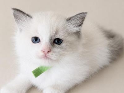 Stella - Ragdoll - Gallery Photo #1