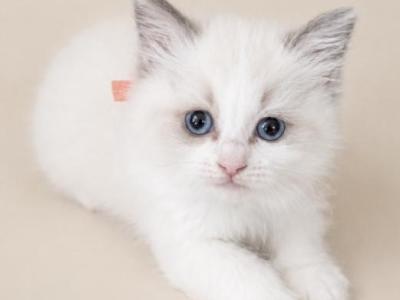 Peach - Ragdoll - Gallery Photo #1