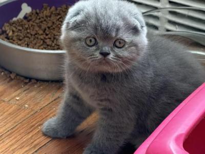 Monica - Scottish Fold - Gallery Photo #1