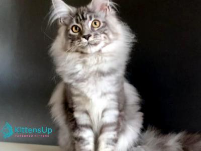 Manchester - Maine Coon - Gallery Photo #1
