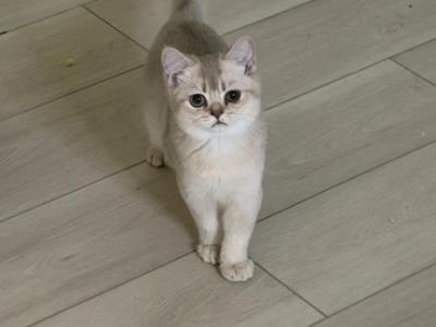Cherry Bear Girl - British Shorthair - Gallery Photo #1