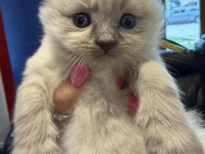 Chloes Litter Milwaukee - Ragdoll - Gallery Photo #1