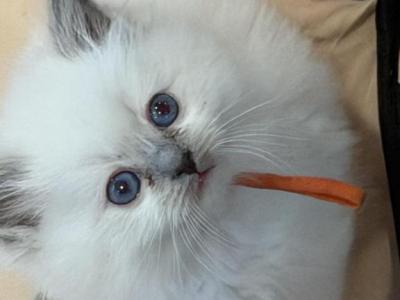 Reigns Litter Milwaukee - Ragdoll - Gallery Photo #1