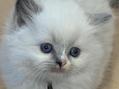 Reigns Litter Milwaukee - Ragdoll - Gallery Photo #1