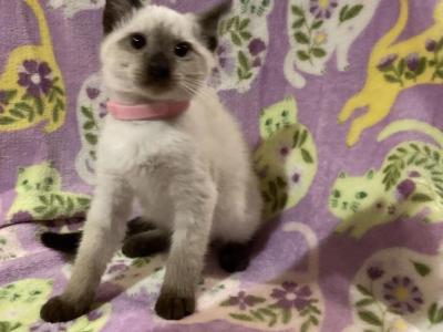 Pink Girl - Siamese - Gallery Photo #1