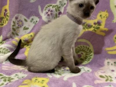Lilac Girl - Siamese - Gallery Photo #1