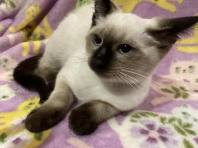 Grumpy Girl - Siamese - Gallery Photo #1