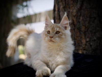 Mango - Maine Coon - Gallery Photo #1