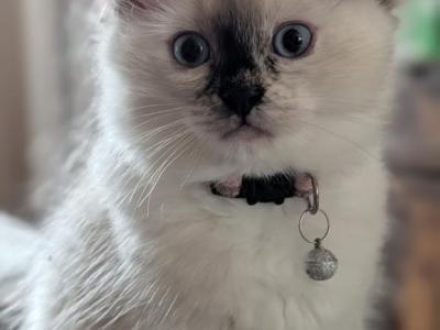 Julia - Ragdoll - Gallery Photo #1