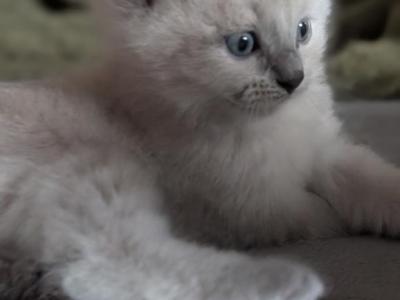 Evie Blue - Ragdoll - Gallery Photo #1