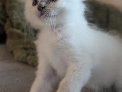 Emma Blue Point - Ragdoll - Gallery Photo #1