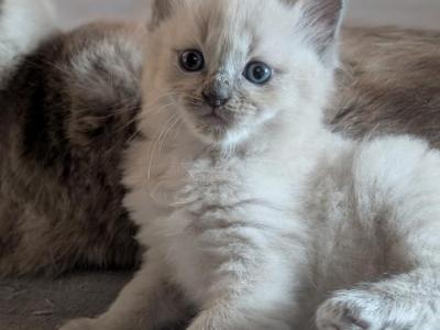 Evan Blue - Ragdoll - Gallery Photo #1