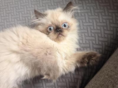 Louie - Himalayan - Gallery Photo #1