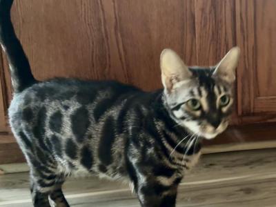 Lava's Brown Silver And Charcoal September Babies - Bengal - Gallery Photo #1