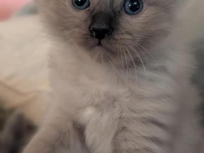 Elliot Sepia Mink - Ragdoll - Gallery Photo #1