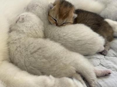 Future Litter - British Shorthair - Gallery Photo #1