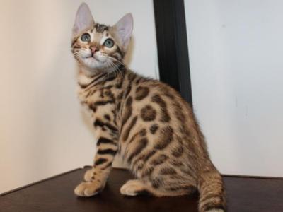 Cheetah - Bengal - Gallery Photo #1