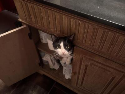 Whisky - Domestic - Gallery Photo #1