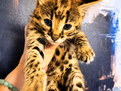 Sweet Baby Boy Savannah F1 - Savannah - Gallery Photo #1