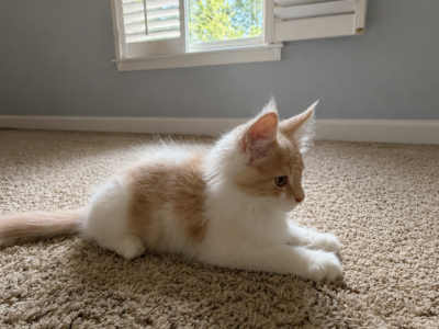 Prince - Maine Coon - Gallery Photo #1