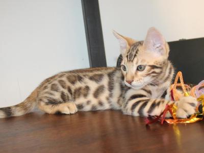 Chance - Bengal - Gallery Photo #1