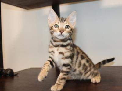 Chance - Bengal - Gallery Photo #1