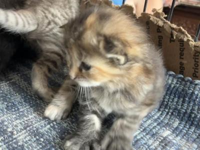 Poly Tanzanite Calico Of Dasha - Polydactyl - Gallery Photo #1