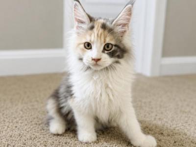 Paisley - Maine Coon - Gallery Photo #1