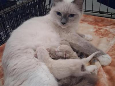 Ragdoll Kittens - Ragdoll - Gallery Photo #1