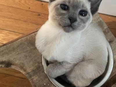 Bubbles - Siamese - Gallery Photo #1