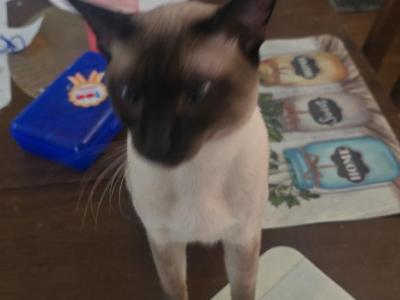 Gigantor - Siamese - Gallery Photo #1