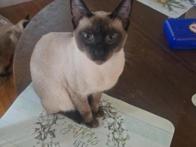 Butch - Siamese - Gallery Photo #1
