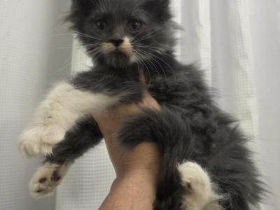 Girl 1 - Maine Coon - Gallery Photo #1