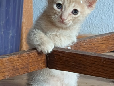Scottish Fold Manx Polydactyl Male - Manx - Gallery Photo #1