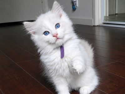 Purple - Ragdoll - Gallery Photo #1