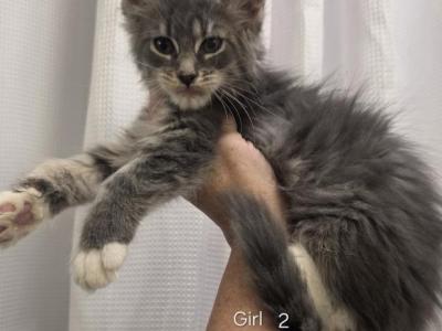 Girl 2 - Maine Coon - Gallery Photo #1