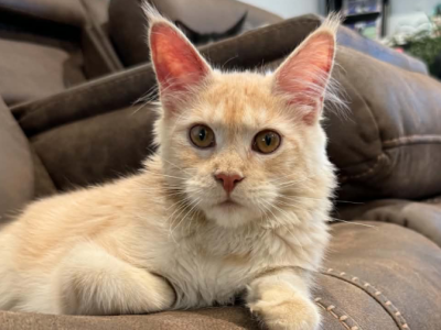 Maui Female - Maine Coon - Gallery Photo #1