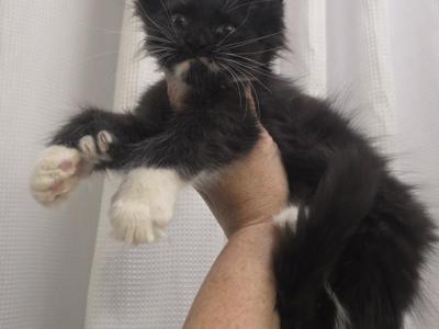 Girl 3 Polydactyl - Maine Coon - Gallery Photo #1