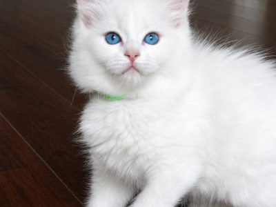 Green - Ragdoll - Gallery Photo #1