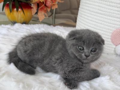 Scottish Fold Blue Color - Scottish Fold - Gallery Photo #1