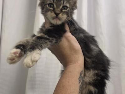 Girl 5 - Maine Coon - Gallery Photo #1