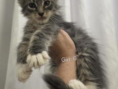 Girl 6 - Maine Coon - Gallery Photo #1