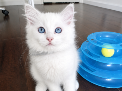 Gray - Ragdoll - Gallery Photo #1