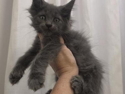 Boy 1 Polydactyl - Maine Coon - Gallery Photo #1